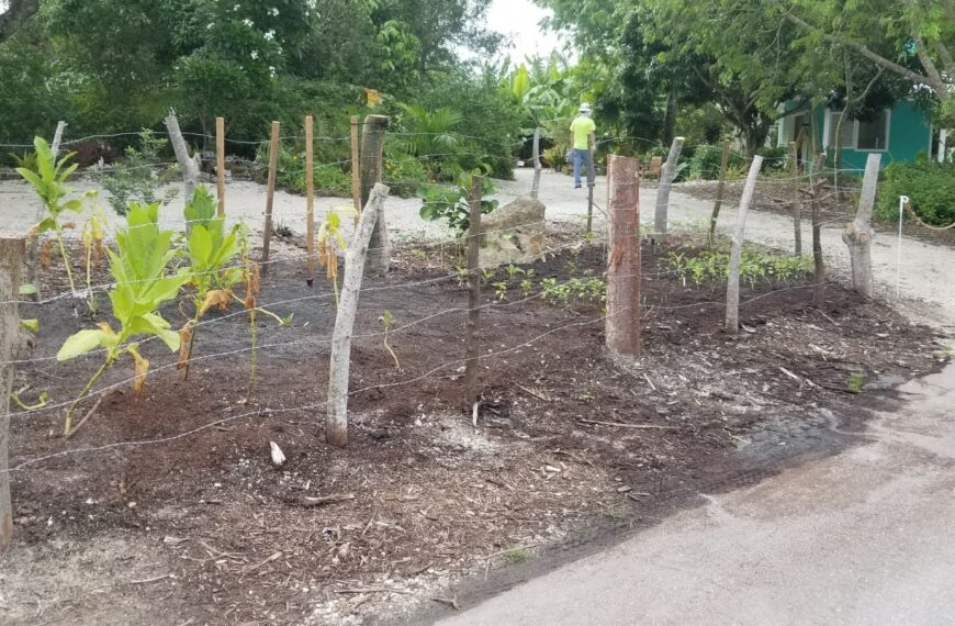 New ‘Living Fence’ Display Brings a Splice of the Caribbean Countryside to the Garden