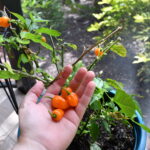 Habanero hot sauce recipe