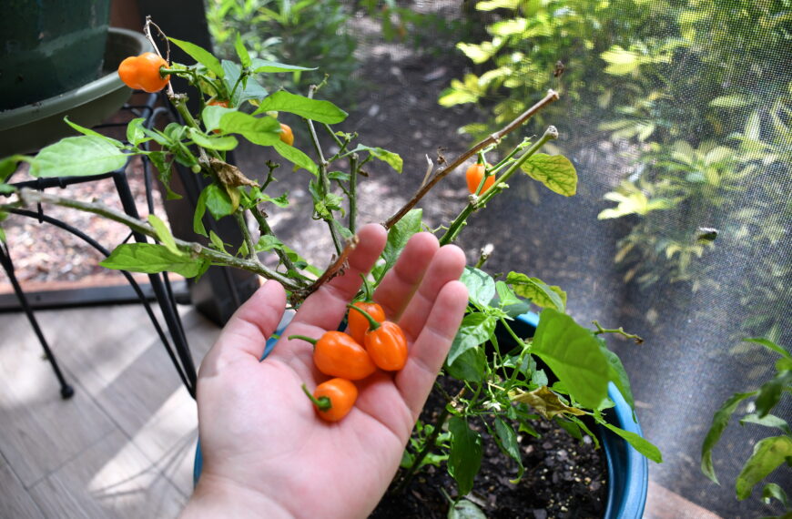 Habanero hot sauce recipe