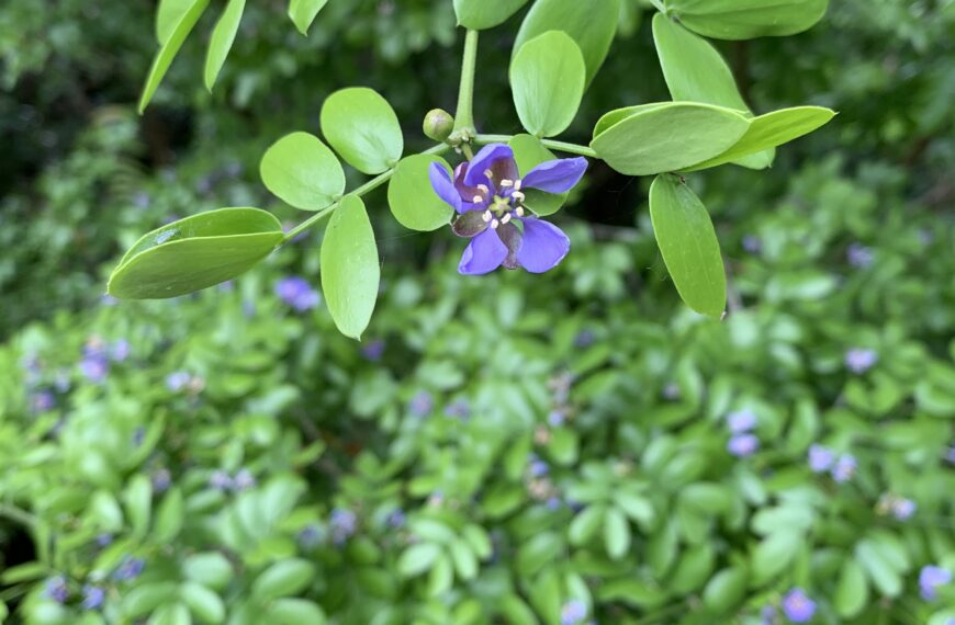 A New Chapter in the Storied Life of This Lignum Vitae