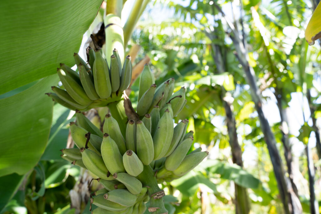 Bananas vs. Plantains + 5 Tasty Recipes Naples Botanical Garden