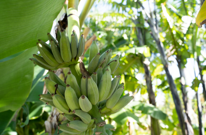 Bananas vs. Plantains + 5 Tasty Recipes