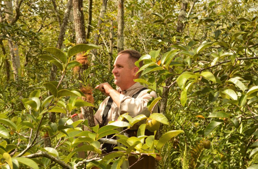 Orchids in the Understory