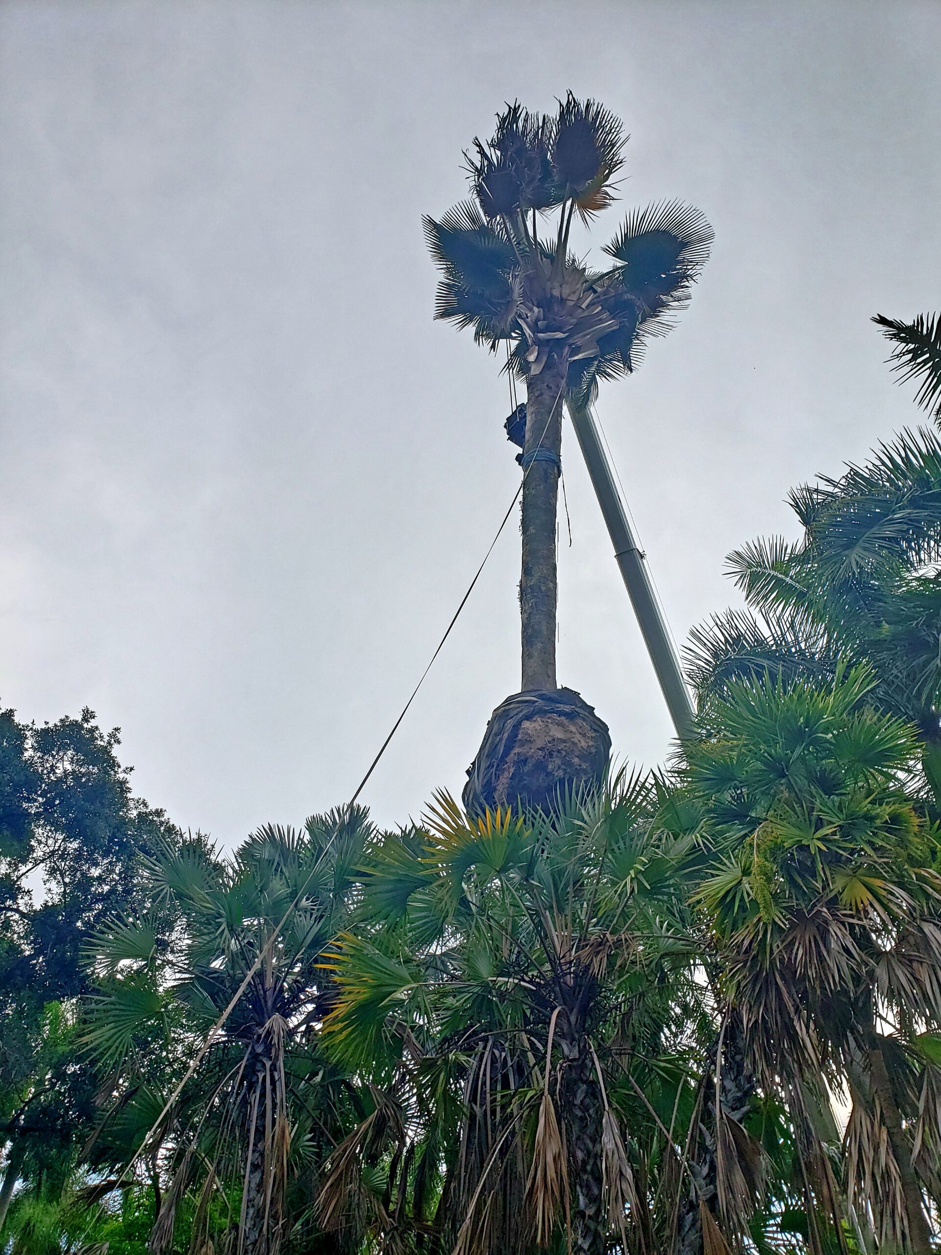 It's Moving Day for This 12,500-Pound Rare Cuban Palm | Naples ...