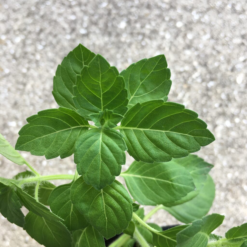 Varieties of Basil Naples Botanical Garden