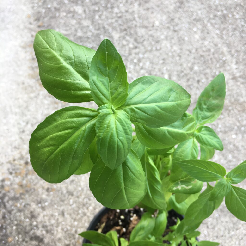 Varieties Of Basil Naples Botanical Garden varieties-of-basil-naples-botanical-garden