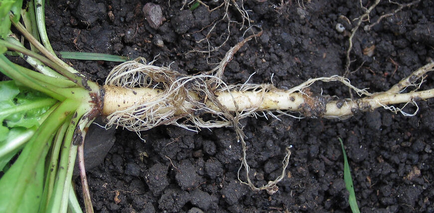 Roots: How the Ground Below Cares for Life on the Surface