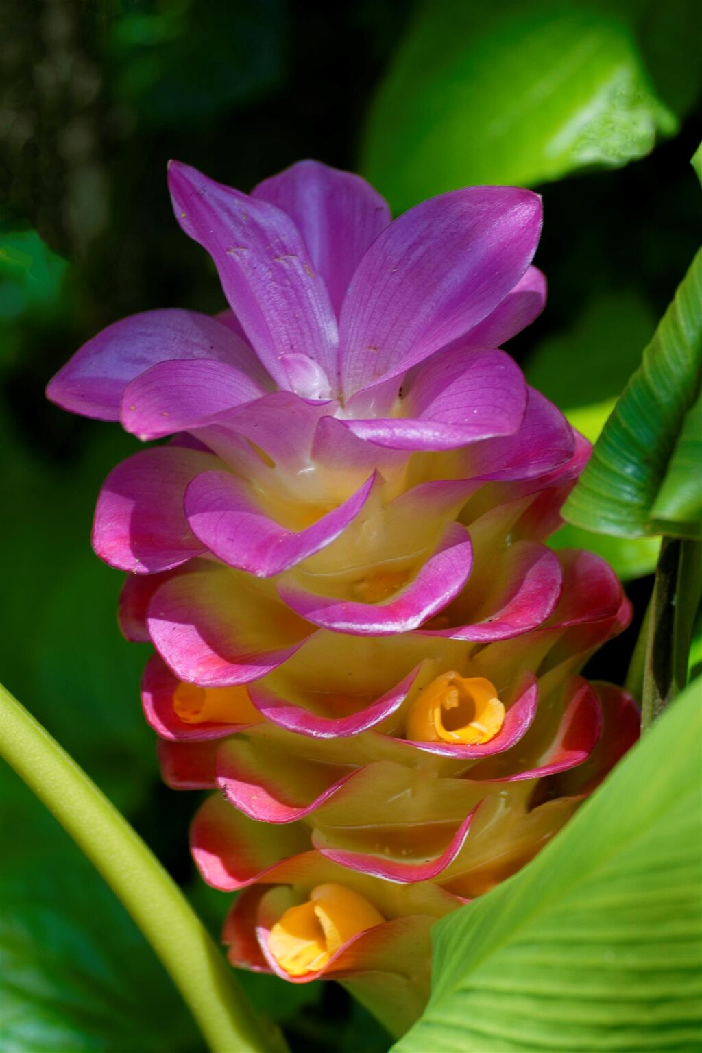 Ginger, Spice and Everything Nice! Naples Botanical Garden