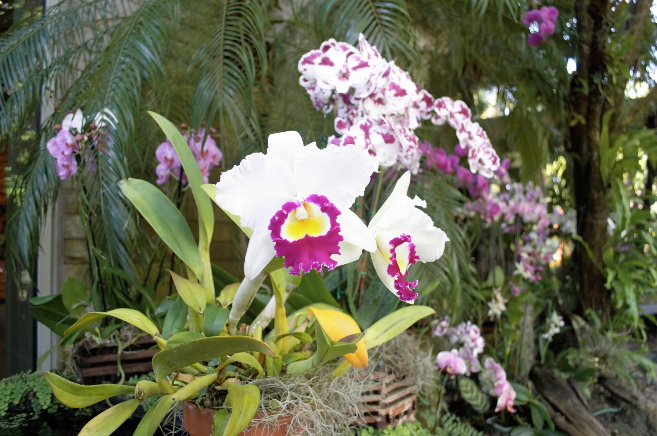 orchids-epiphytes-naples-botanical-garden