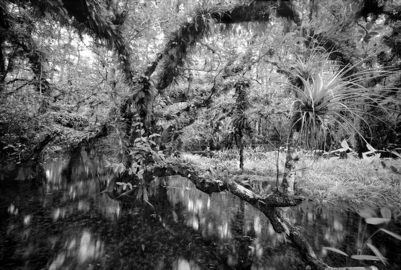America’s Everglades Through the Lens of Clyde Butcher Naples