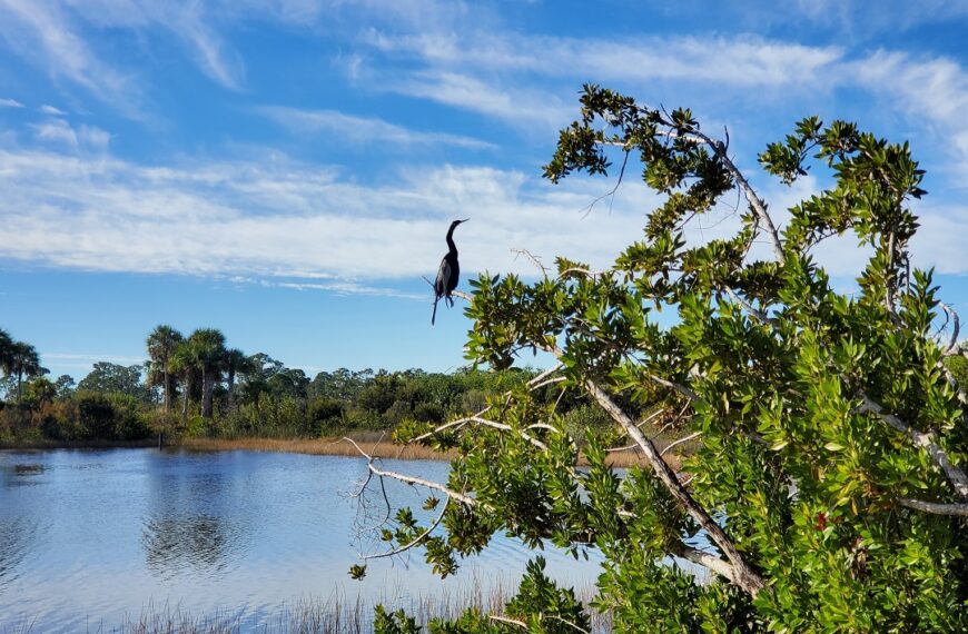 The Bird Days of Winter