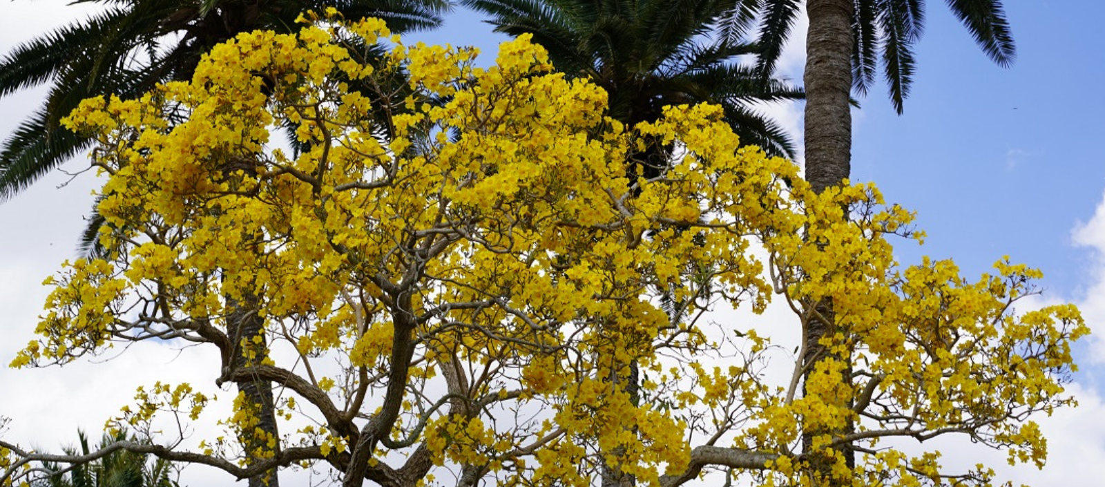 Trees Of The Tropics In Bloom Naples Botanical Garden