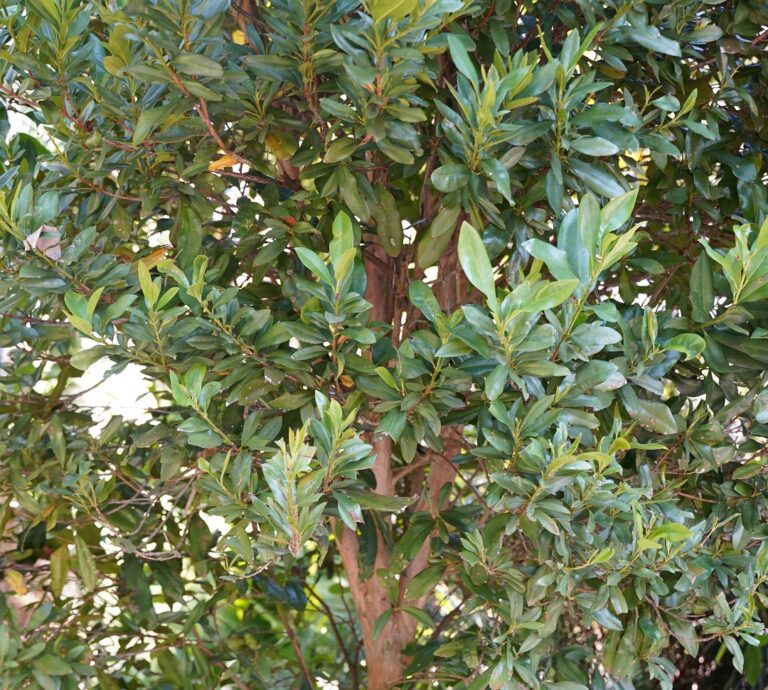 What Makes Scents in the Garden? Naples Botanical Garden