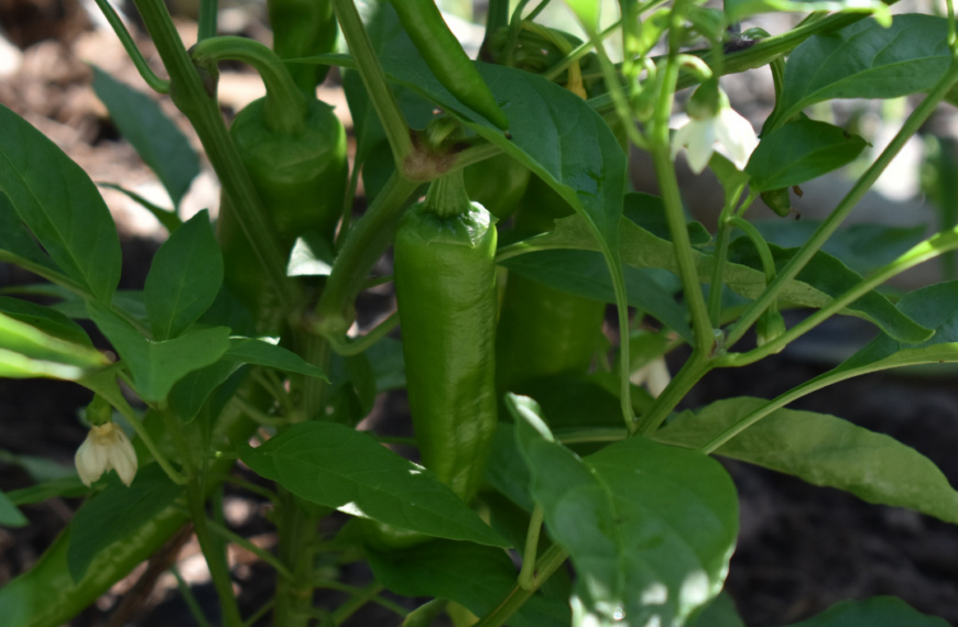 Get Growing! A Vegetable You Can Grow This Spring