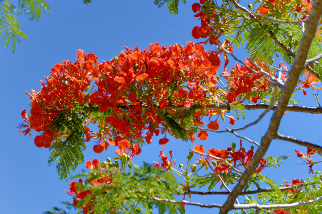 Royal poinciana (Delonix regia)