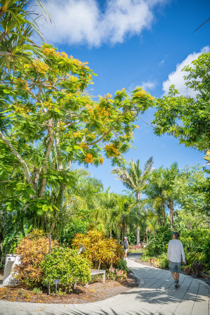 Royal poinciana