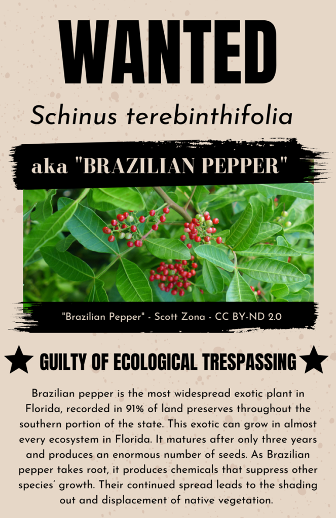 Brazilian pepper 