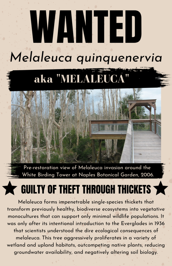 Melaleuca