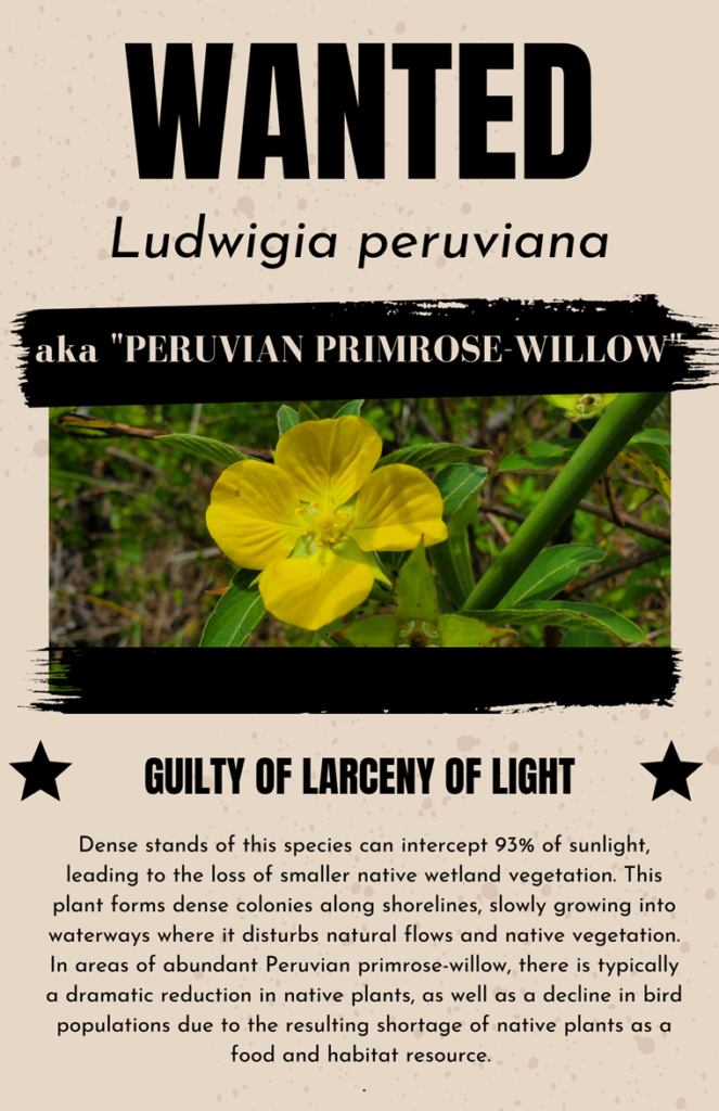 Primrose willow