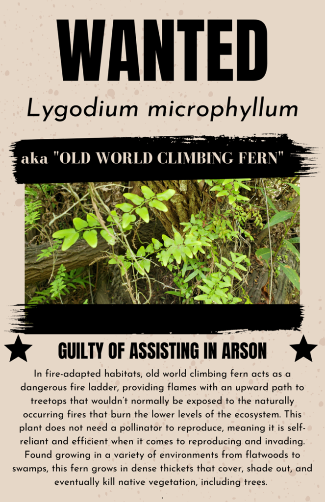 Old world climbing fern