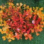 Royal poinciana blooms