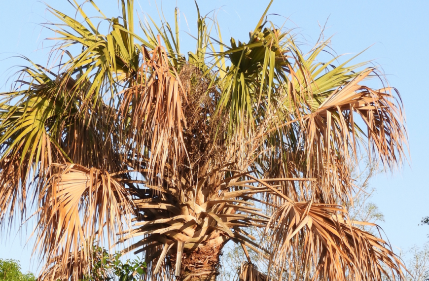 Lethal Bronzing Disease: Protecting our Community’s Palms