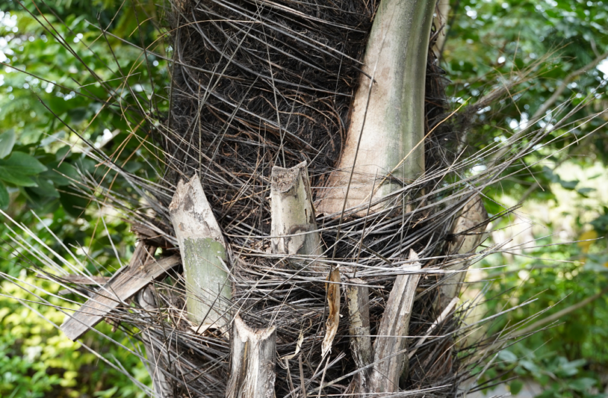 Spiky, Spiny, and just Plain Spooky Plants in the Garden