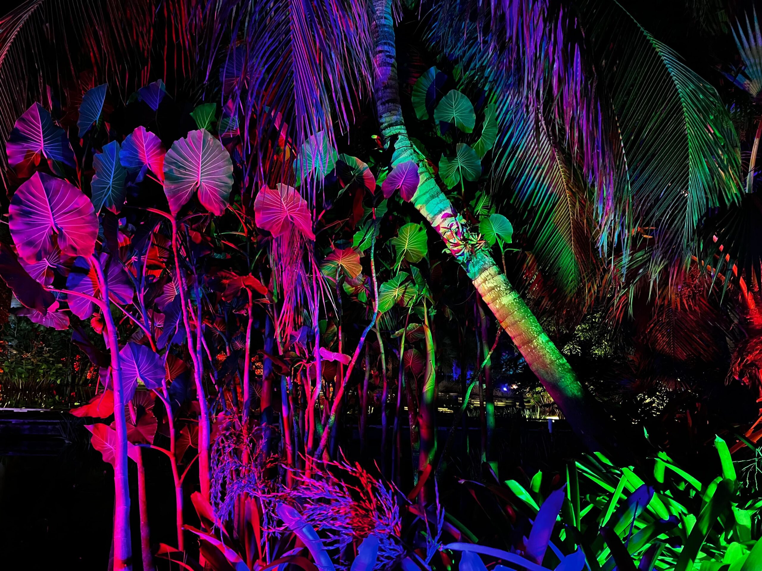 Johnsonville Night Lights in the Garden Naples Botanical Garden