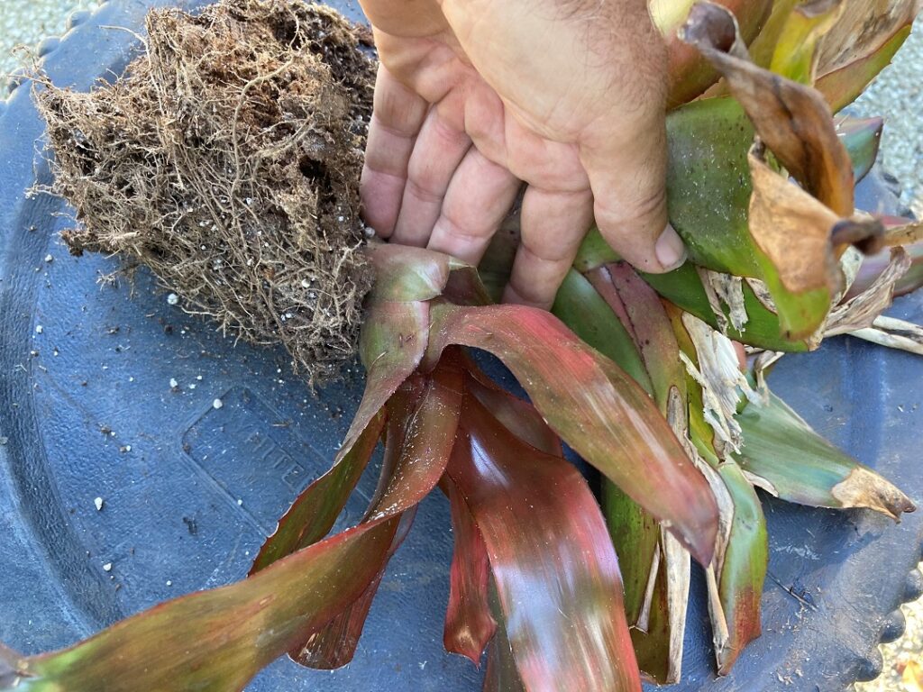 How to Divide your Bromeliads and Expand your Collection Naples