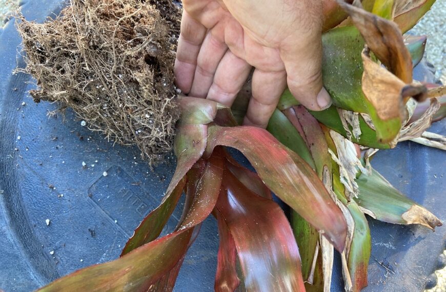 How to Divide your Bromeliads and Expand your Collection