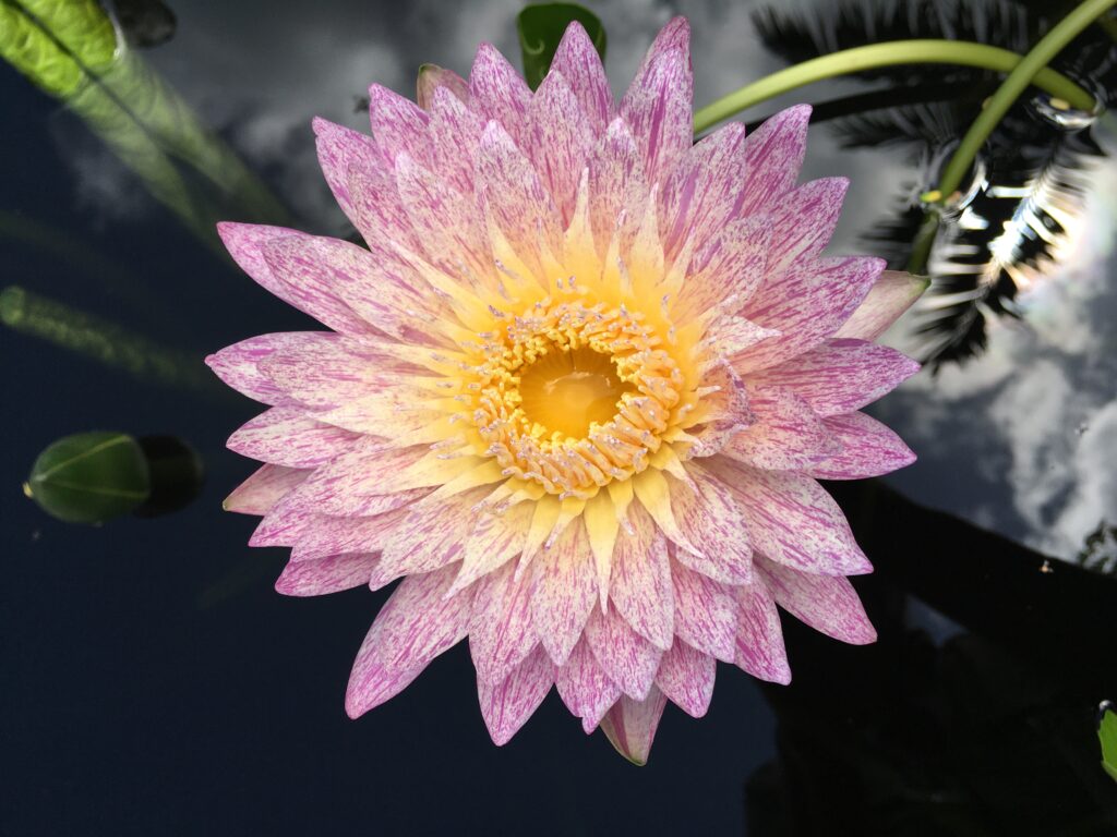 Tropical Day Bloomer: Korakott Pumpetch (Thailand), ‘Foi Thong’