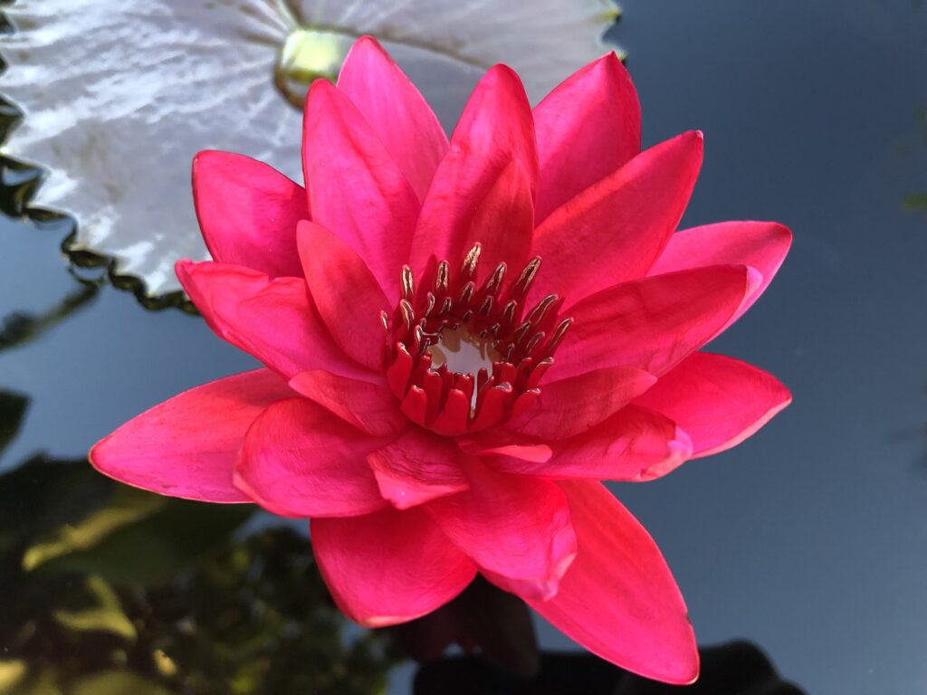 Tropical Night Bloomer: Rajamangala Institute (Thailand), ‘Tubtimchon’