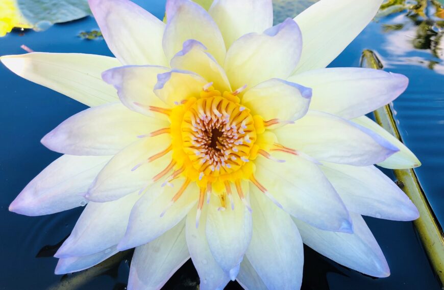 The Family Behind the Blooms