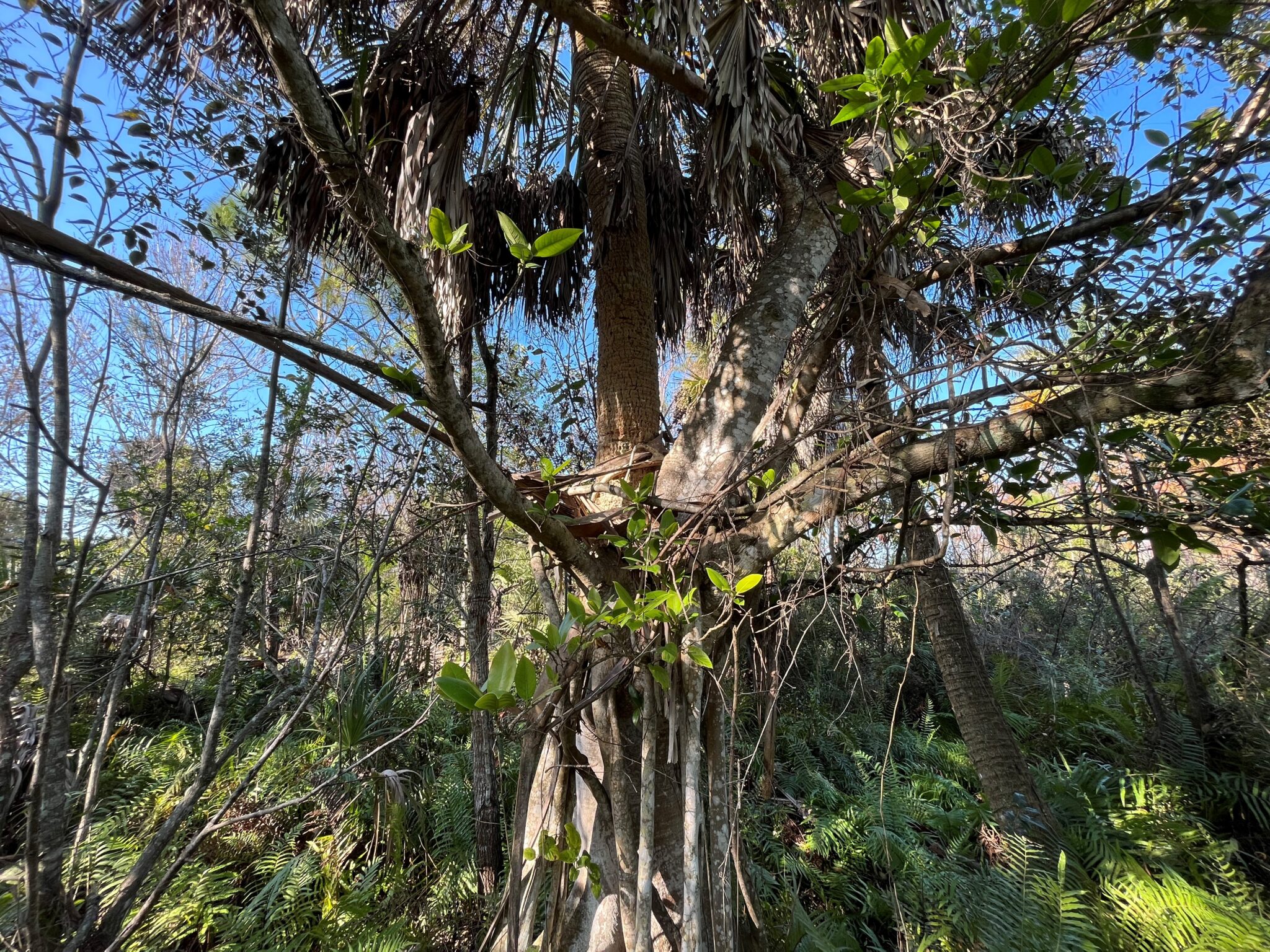 Strangular Figs Strangler Figs: Not Always a Bad Wrap | Naples Botanical Garden