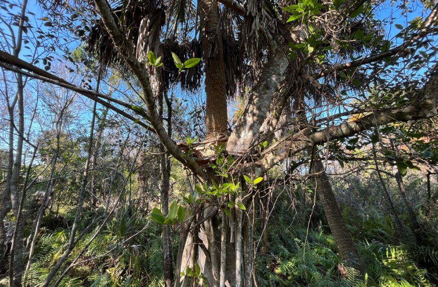 Strangler Figs: Not Always a Bad Wrap