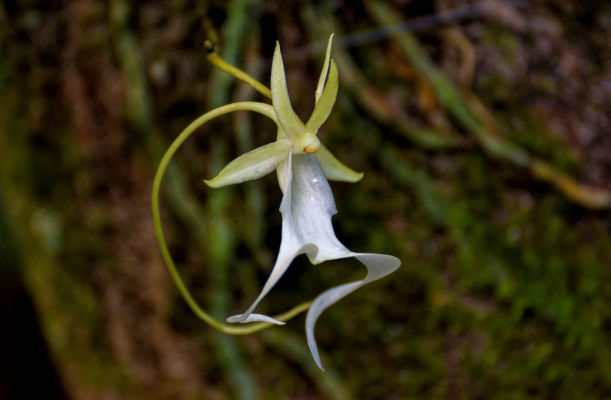 Two Endangered Orchids of Southwest Florida