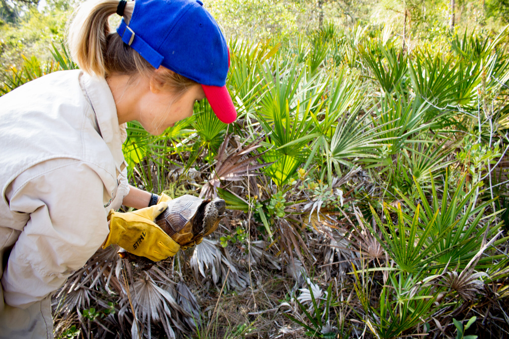 Gopher Tortoise Ecosystem Engineers Naples Botanical Garden