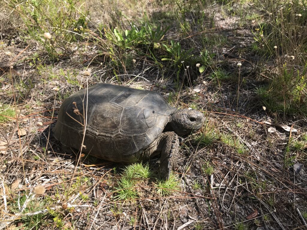 Gopher Tortoise Ecosystem Engineers Naples Botanical Garden