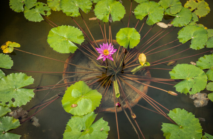 Your Water Garden at Home