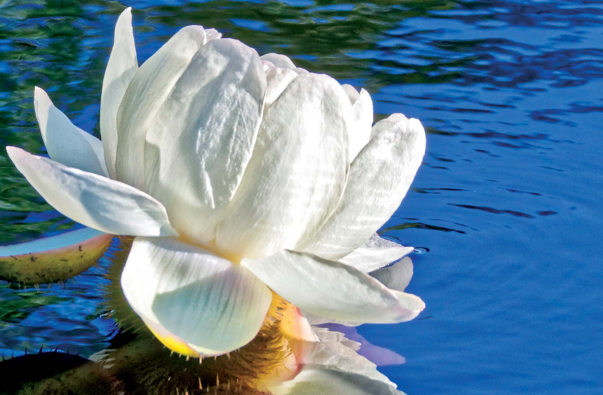 Mystique in the Water