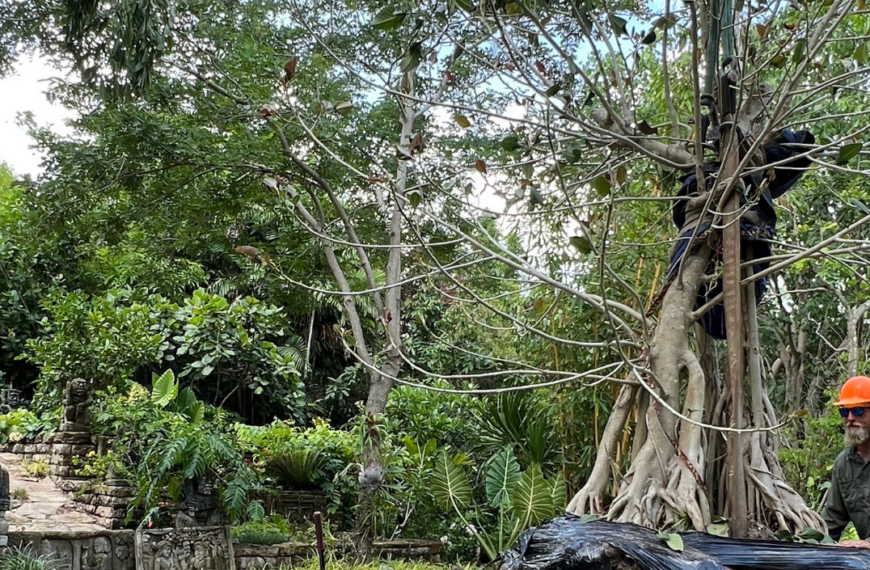 New Enhancements Take Root in the Lea Asian Garden