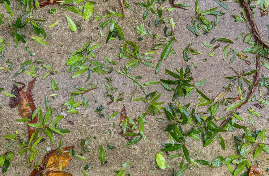 10 Tips to Heal Your Home Landscape From Salt and Wind Damage