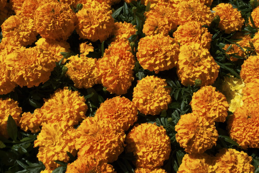 Marigolds