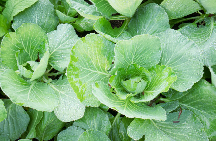 Your Winter Veggie Garden, Reimagined