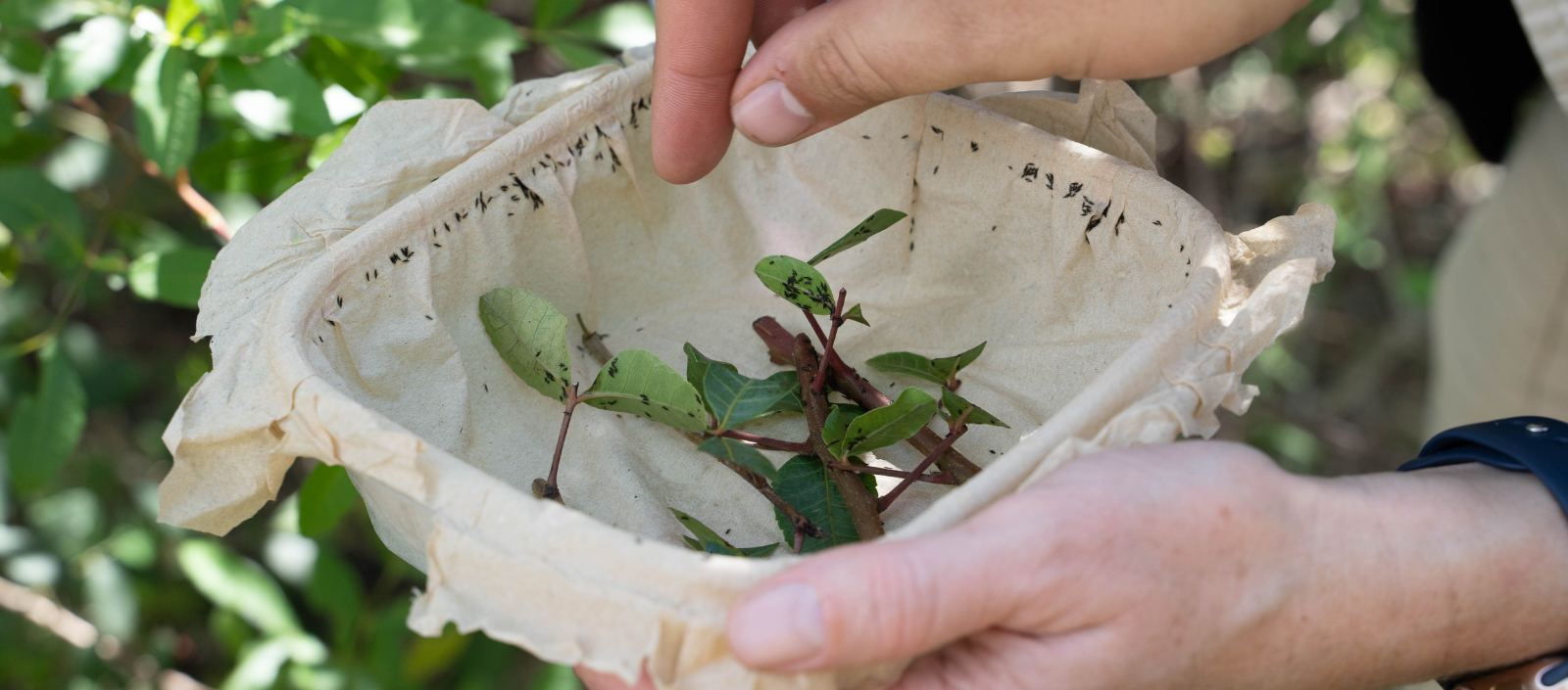 This Tiny Bug May Help Contain a Huge Problem