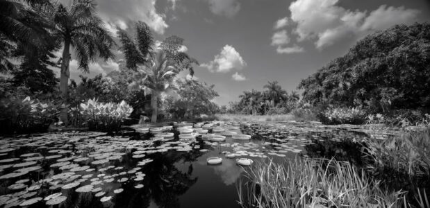 Clyde Butcher’s Garden