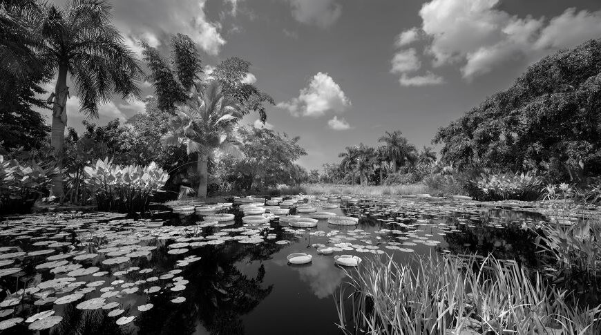 Clyde Butcher’s Garden