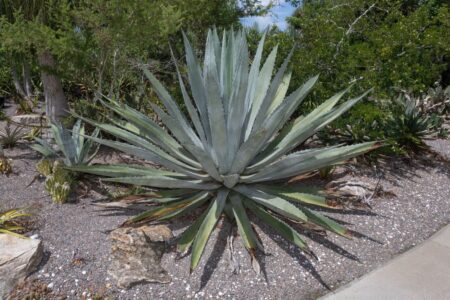 Agave: The First Spirit of the Americas