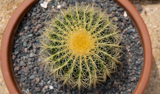 Discover the lore of the barrel cactus, from tall tales to sweet treats.