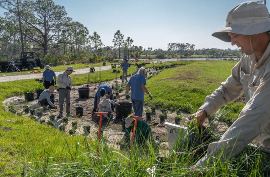 Discover the Garden’s Solution to Dirty Runoff Water: Plants!